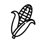 Maize